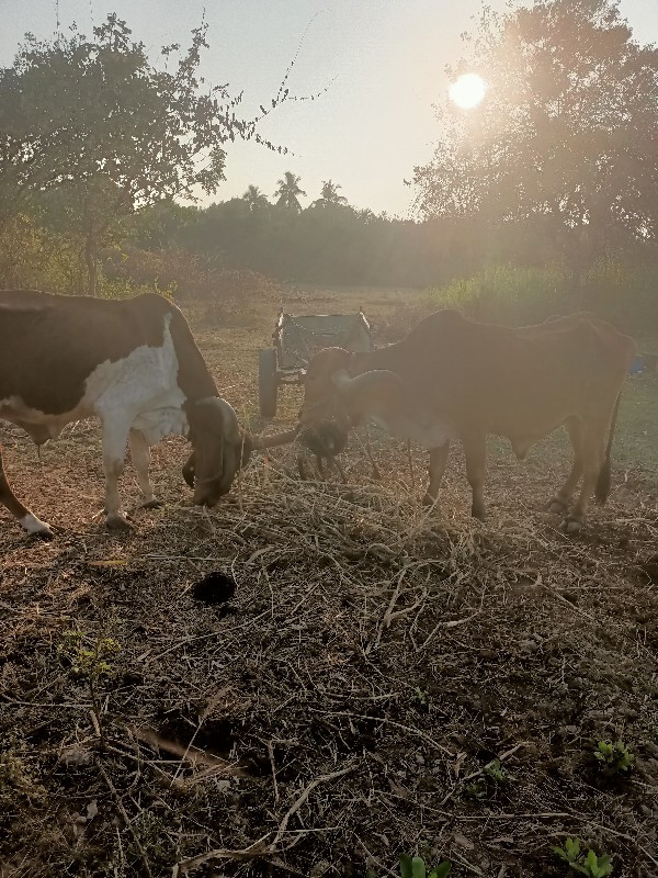 બડદ ગાડું