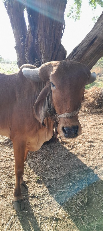 ગાય મોફત આપવાની...