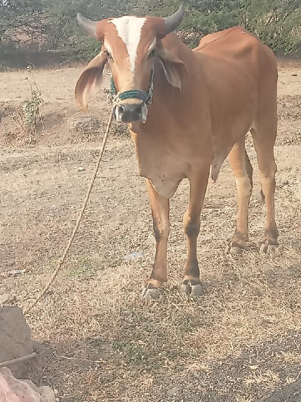 ગોઢલા વેચવાના છ...