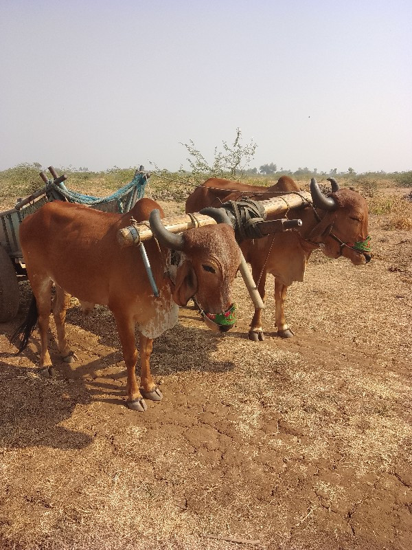 ગોધલા