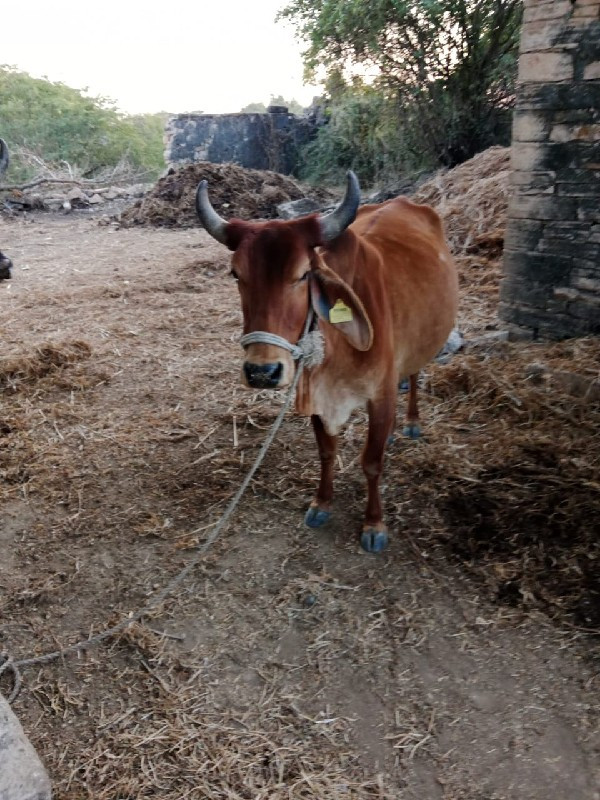 ગાય વેચવાની છે