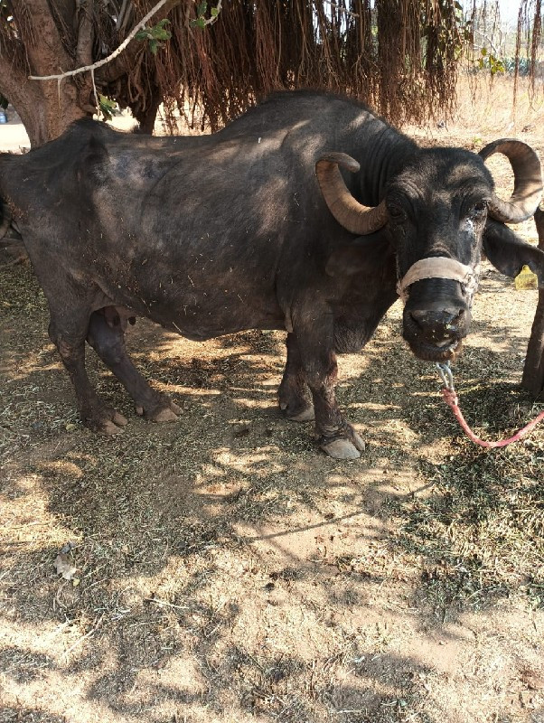 ભેસ વેચવાની છે