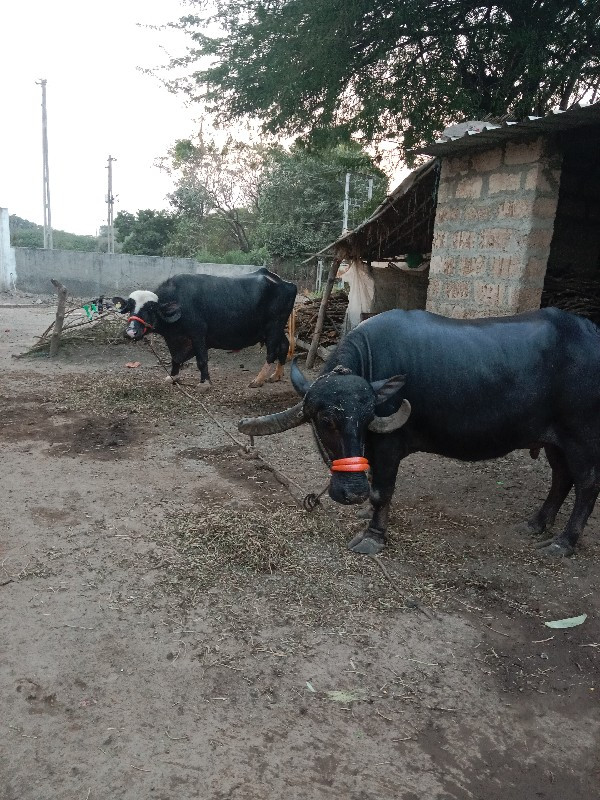 બે ભેસુ વેચવાની...