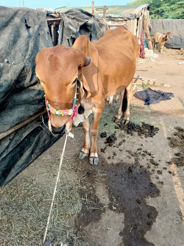 ગોરીયા વેચવાના...