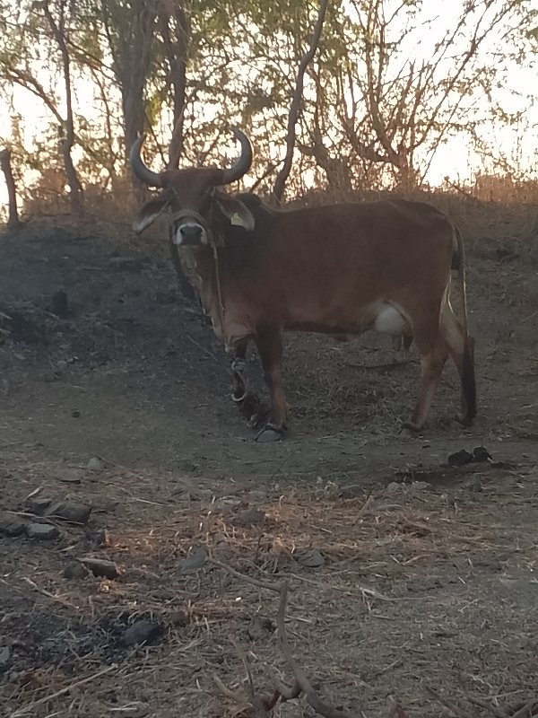 ગાય વેચવાની છે...