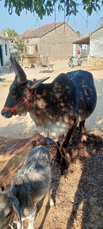 પેલી ધરના ગોદલા...