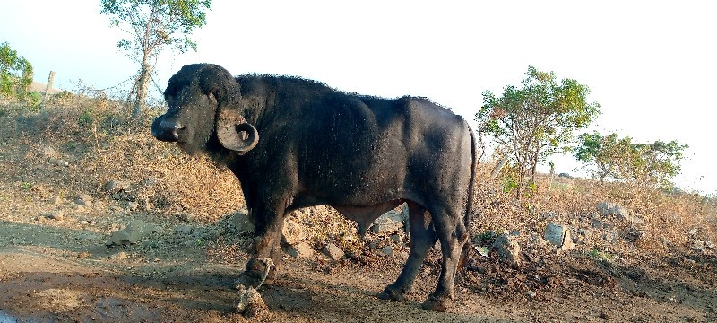 પાડો વેચવાનો છે...