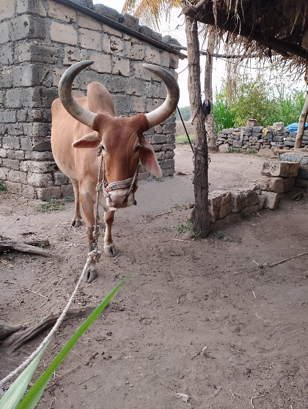 ત્રીજી ધરનો બળદ...