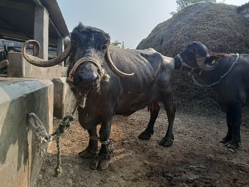 ભેંસુ વેચવાની છ...