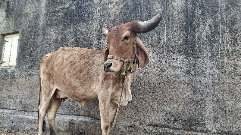 ગાય વેચવાની છે