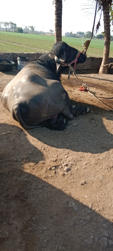 પાડો વેસવા નો છ...