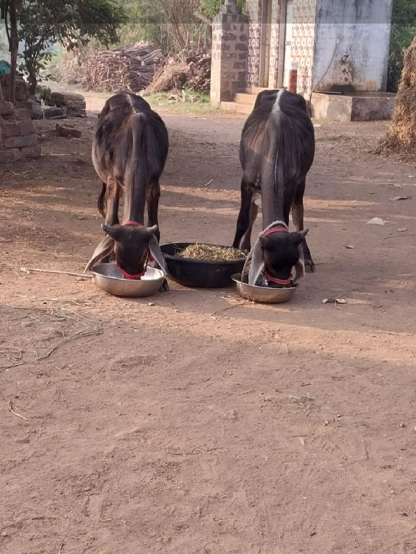 ગોઢલા વેશવાના છ...