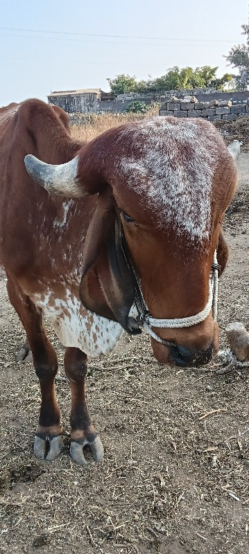 બરદ વેચવા નો છે