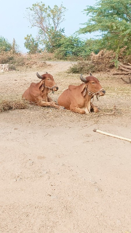 ગોટલા વેચવાના છ...