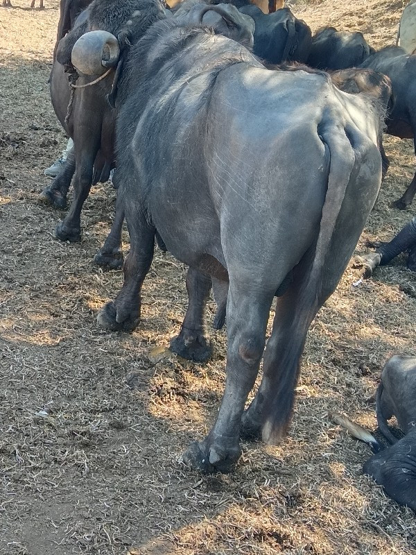 ભેંસ    પાડો વે...