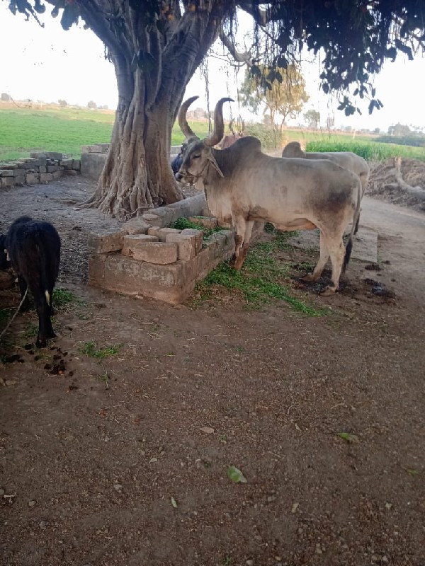 આ બરધ વેચવાનો છ...