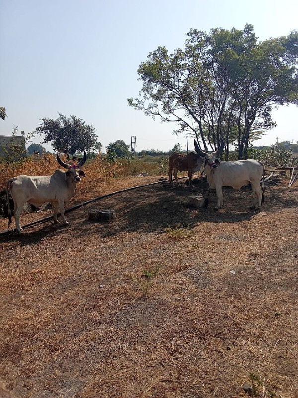 બળદ વેચવાના છે