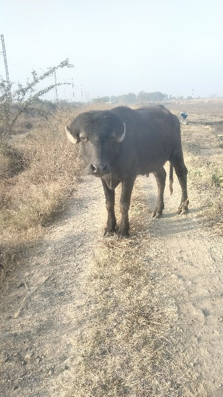 પાડો છે ફુયટો ન...