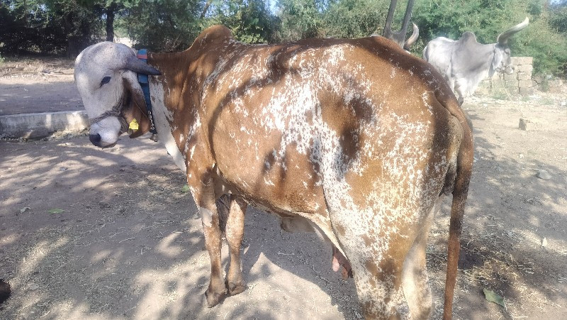 અસલ ગીર કાબરી ગ...