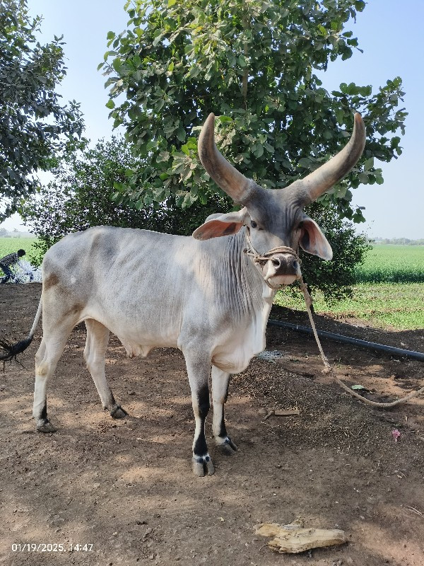 ગોઢલો વેચવાનું