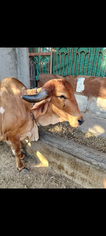 ગાય ત્રીજું વેત...