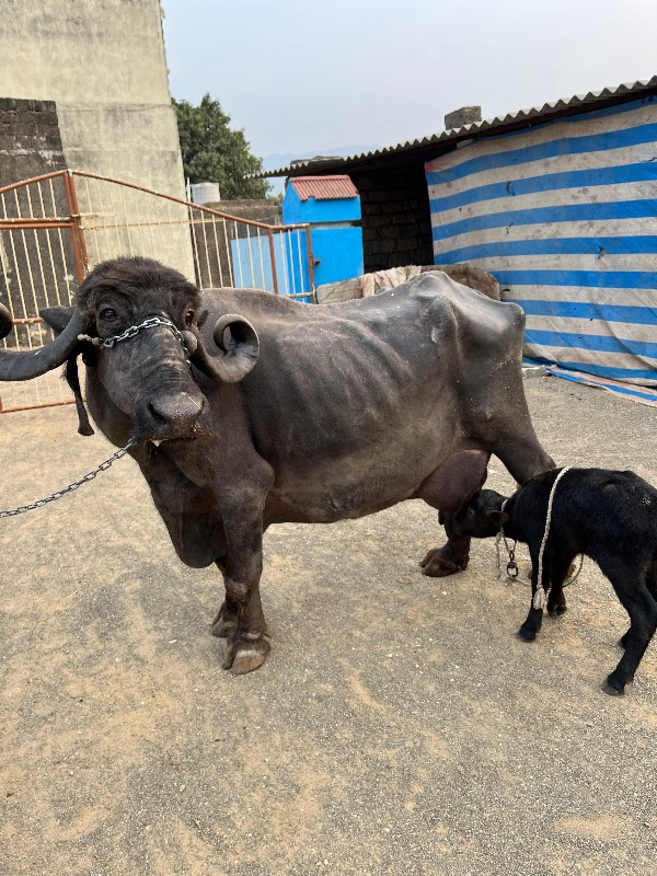 ભેંસ વેચવાની છે