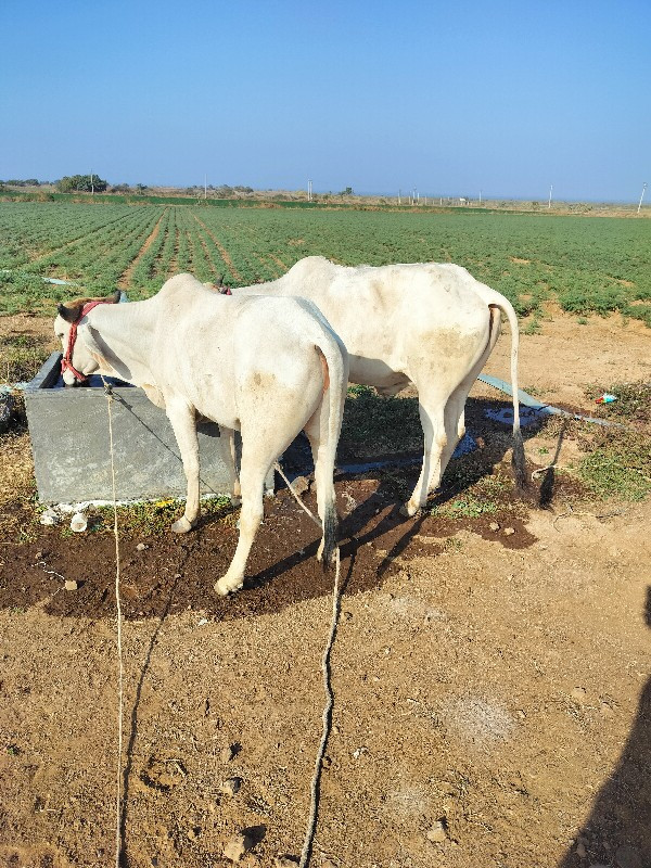 ગોધલા વેચવાના છ...