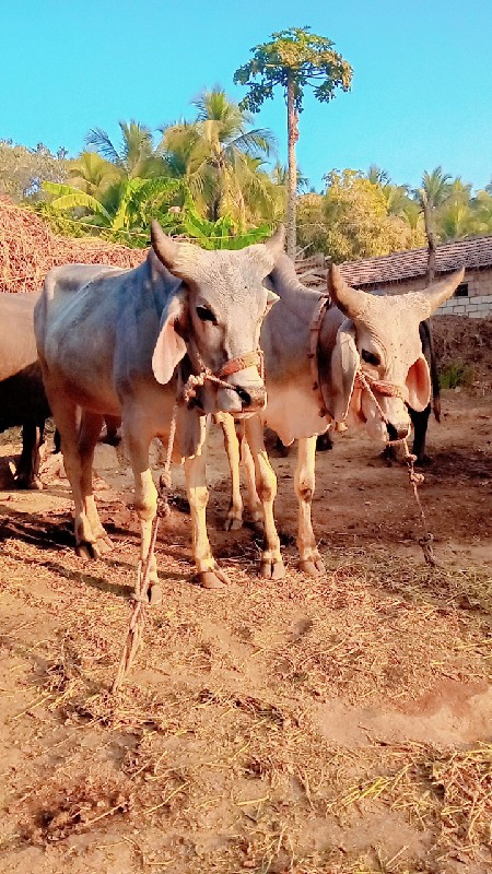 ગોધલા વેચવાના છ...