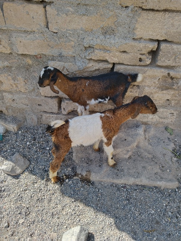 2 patira bakra...