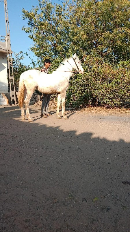 નુકરો વસેરો વેચ...