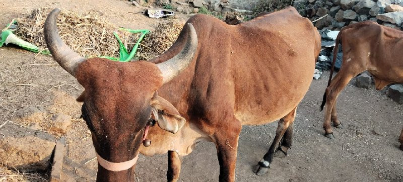 ગાય વેચવાની છે