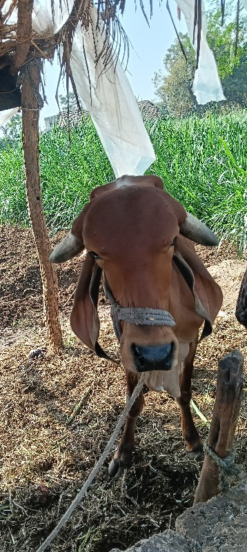 ગિર ગાય