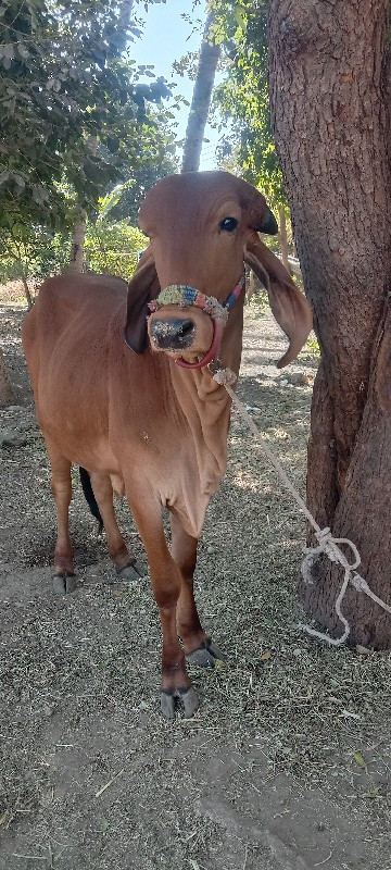 ગીર હોડકી વેચવા...