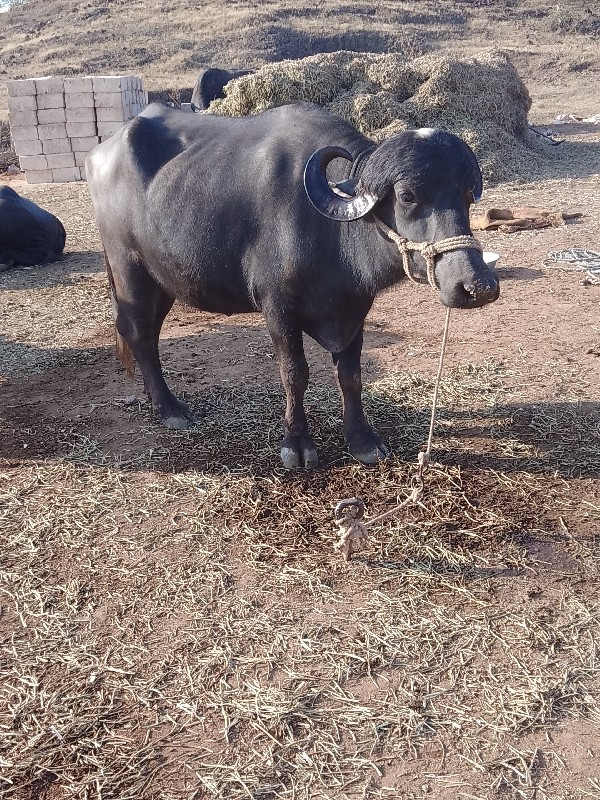 આખડેલુવેચવાની છ...