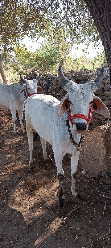 ગોઢલા વેચ વાના...