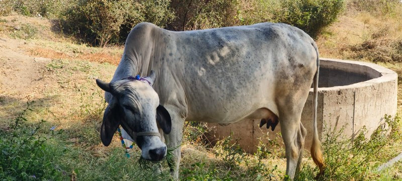 પેલું વેતર