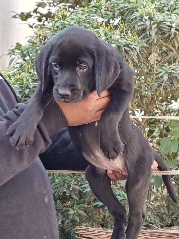 black Labrador...