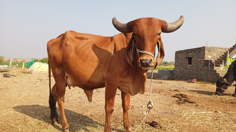 ગાય. વેસવાની છે