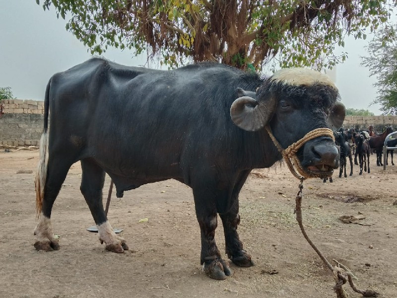 તન પાડા વેસવા ન...