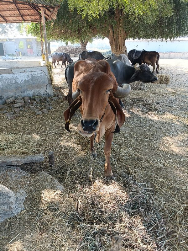 gay vechvani se