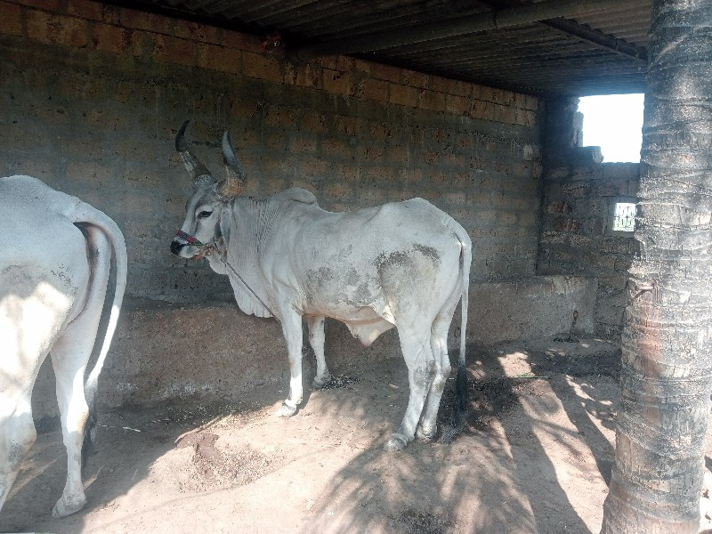 ગોઢલા વેચવાના છ...