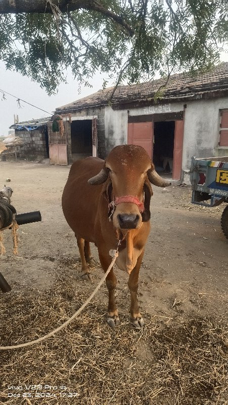 ઞિર ઞાય