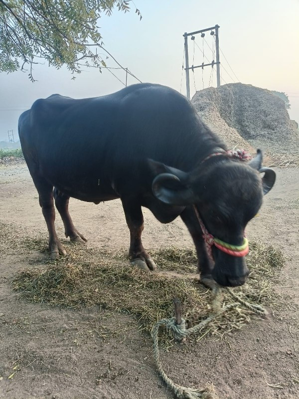 બીજો વેતર વ્યાસ...