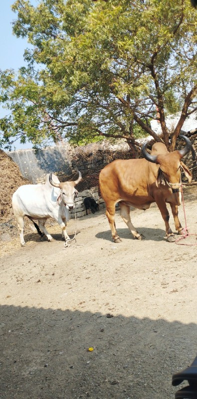 બળદ વેચવા ના છે