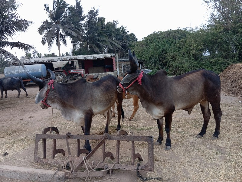 બળધુ વેચવાના છે...