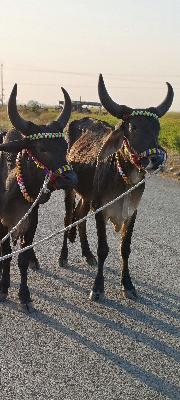 ફુલ જવાબદારી થી...