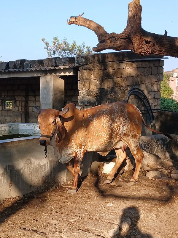 ગાય વેચવાની છે