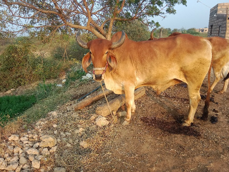 ગોઠલો બીજી ધરનો