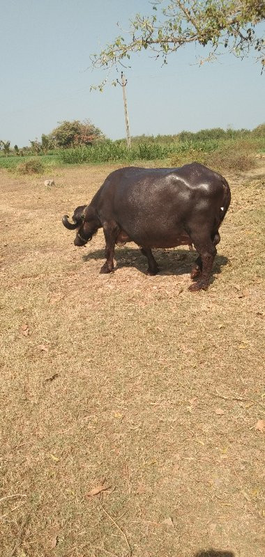 ભેસ વેચવાની છે.