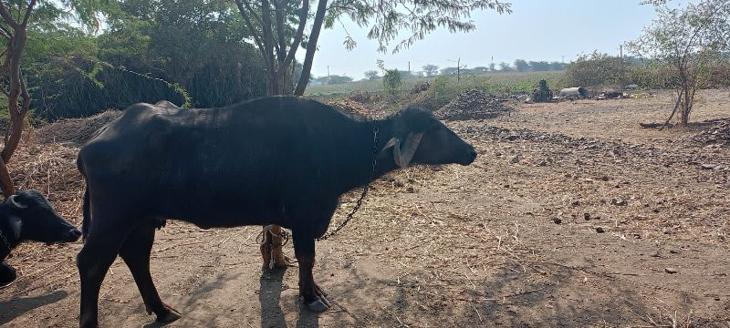 વેચવાની છે